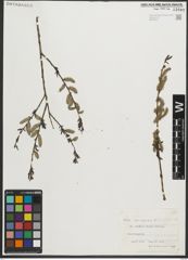 Foto von Salix purpurea L.